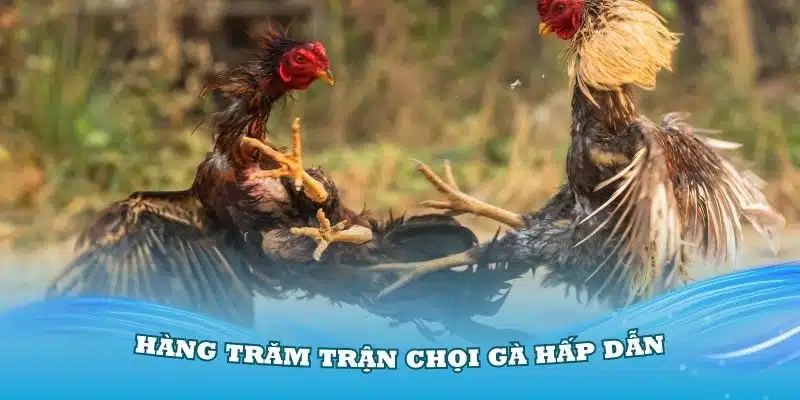 Hàng trăm trận chọi gà hấp dẫn có tại nhà cái